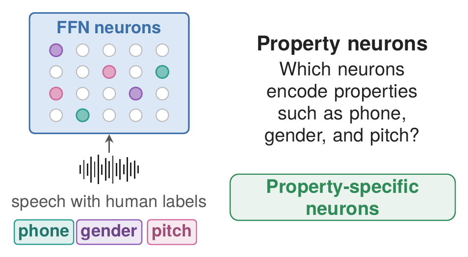 Property neurons encode phone, gender, and pitch